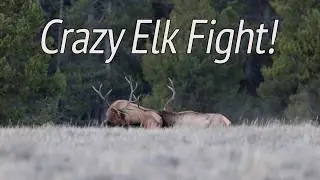 Full video Crazy Elk fight!
