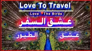 Love ❤️To Travel | Birds #02 💛Love To Travel | 💛عــشــق الســفــر | عــشــق الــطــيــور  #02