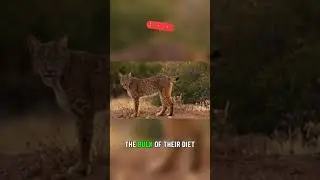 Understanding the Habitat of the Iberian Lynx 🌳