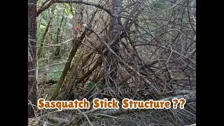 Patterson Gimlin Film Site - Bluff Creek Hiking - Sasquatch Stick Structures