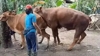 amazing cow and bull meeting |HD video  big bull attack on small cow new HD video 2022/for animals l