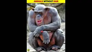 Animals without Hair| Usman facts #shorts #shortsfeed #animals