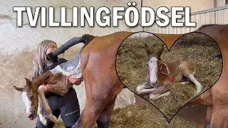 Hälsar på Filippas tvilling-föl och shoppar hästsaker - Vlogg