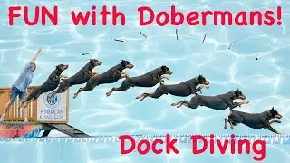 DIVE into ADVENTURE: DOBERMANS and DOCK DIVING FUN!