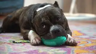 Dog/Cat Toys Manufacturer Pet Supplies Manufacturers Dogs/Cats product Company Pets toy factory A468