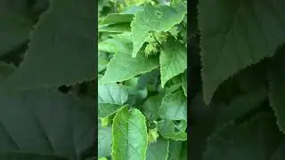 Finally looks like I&rsquo;ll get a decent hazelnut crop 😍💚