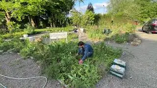PLANTANDO AS DÁLIAS NO JARDIM