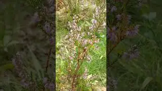 Heather flowers in Sweden #heather #flowers #wildflowers