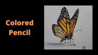 realistic colored pencil [ Butterfly time lapse]