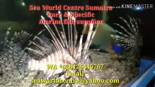 Marine fish supplier looking for wholesaler