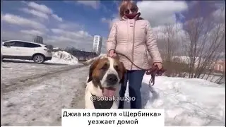 Джиа из приюта &laquo;Щербинка&raquo; уехала домой! Проект Собака Юзао