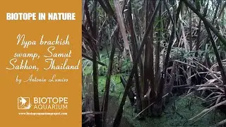 Nypa brackish swamp, Samut Sakhon, Thailand. #BAC2021 &copy; Antonin Lumixo