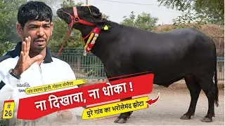 ना दिखावा, ना धोका ! पुरे गांव का भरोसेमंद झोटा || गांव पंचायत पुटठी, गोहाना सोनीपत
