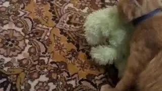 Кот
