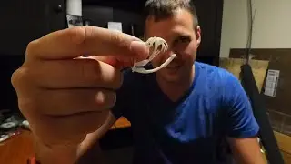 Rattlesnake Skull Cleaning! (Graphic)