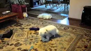 Cubbee's back in heaven!