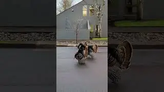 Eugene Street Toughs  #wildturkey #turkey