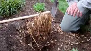 How to Divide Ornamental Grasses