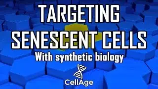 CellAge: Targeting Senescent Cells with Synthetic Biology | Lifespan.io Crowdfunding Campaign