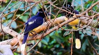 Cyanocorax chrysops couple dating, Wedding gift, Offering material to build the nest,