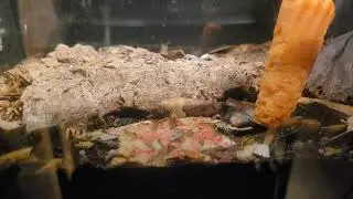 Isopod Timelapse! Dairy Cow Feeding Frenzy!