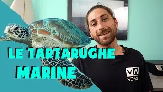 Daily Marine Biology - Le tartarughe marine