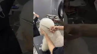BICHON FRISE PUPPY DETAILED EAR AND HEAD CUTTING 🙉🐶🐾 #dog #pets #grooming #puppy #cute