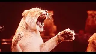 Цирк для детей от ELITE CINEMA  2021 Аттракционы! Клоуны и Звери ! Circus