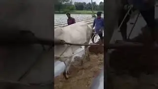 Desi Jugaad by Farming #Desi #Jugad #Jugaad #Farming #Kheti #Khetibadi #Agriculture #ox