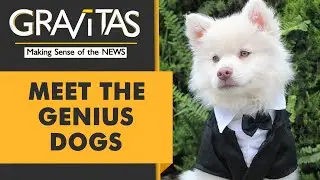 Gravitas: Dogs that can remember names of 100 toys