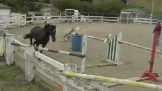 Free Jumping Horses: Catero