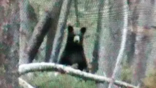 Spring Bear Baiting Tips
