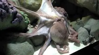 SEA Aquarium Singapore : Giant Octopus
