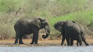 Elephants playing in the mud at Sunset Dam in Kruger National Park...