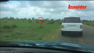 Visitor to the Kruger National Park caught flying a drone