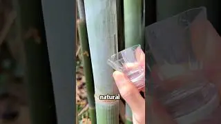 🎋 bamboo frost&mdash;&mdash;natural skincare product