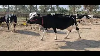 ابقار للبيع عدد ٨