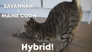 Maine coon x Savannah F3 HYBRID!