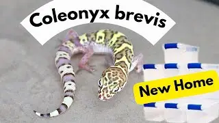 Coleonyx brevis   |   Rare Gecko Moved to a New Enclosure