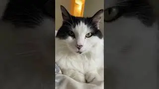 For your old friend watch this hilarious cat fail #cat #funny #pets