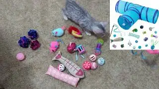 Kittens Demonstrate Chewy Frisco Tunnel Playset and more gift ideas