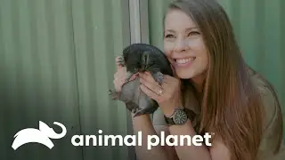 Os ador&aacute;veis equidnas do zool&oacute;gico da Austr&aacute;lia | A Fam&iacute;lia Irwin | Animal Planet Brasil
