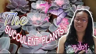 The Different kind of SUCCULENT Plants#CNY@Babydoll17 Channel