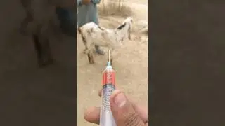 #newsong #punjabi #song #punjabisong #music #animals #camelmix #newmusicrelease #cow #goat