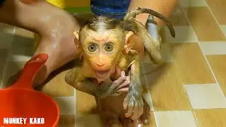 Tiny Monkey, Baby Nina Crying Loudly Refuse Taking Bath