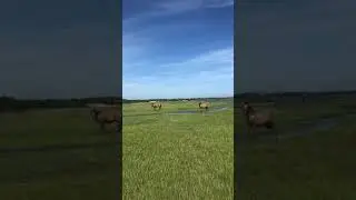 Shackleford Banks NC wild horses