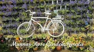 Munnar Rose Garden | A Peaceful Nature Spot Near Munnar |  A Colorful Stop Near Munnar | 4K