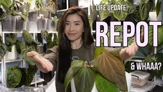 Repot With Me & Some Life Updates!