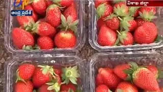 Farmers Turns To Strawberry Cultivation in Visakha Agency Area
