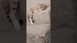 #cat#cats#gato#gata#gatos#catguy#catart#chefcat#catcare#foryou #funny #trending #viralvideo #animal